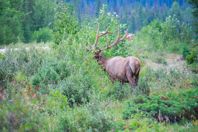 Jasper Nationalpark